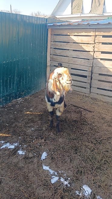 лошадь сколько стоит цена: Продаю | Козёл (самец) | Для разведения | Племенные — 3