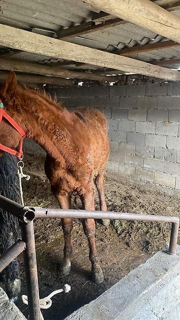 улуу тоо: Сатам | Байтал | Көбөйтүү үчүн — 9