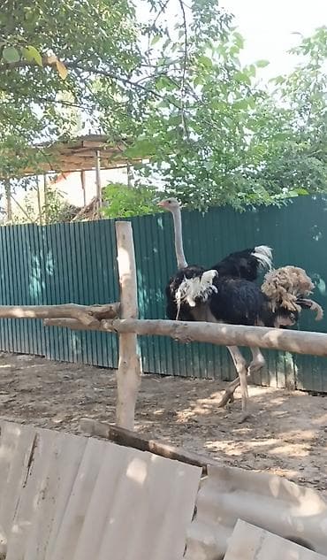 купить насекомых для корма: Страус африканский (самец), взрослый. Иму 4 года очень активный — 2