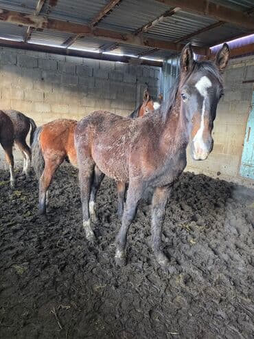 Продаю | Жеребенок | Рабочий at lalafo.kg Продаю | Жеребенок | Рабочий