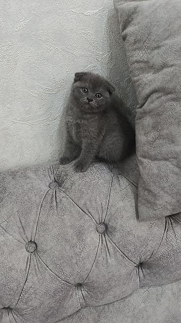 миниатюрные кошки: Скотиш Страйт (Шотландская прямоухая), 1 месяц, Девочка, Голубой, Приучена к лотку — 1