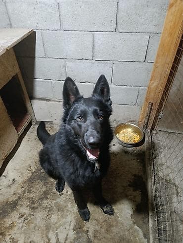 бойцовский питбуль: Немецкая овчарка, 2 года, Самец — 7