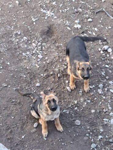 отдам алабая в добрые руки: Немецкая овчарка, 5 месяцев, Самка, С прививкой — 5