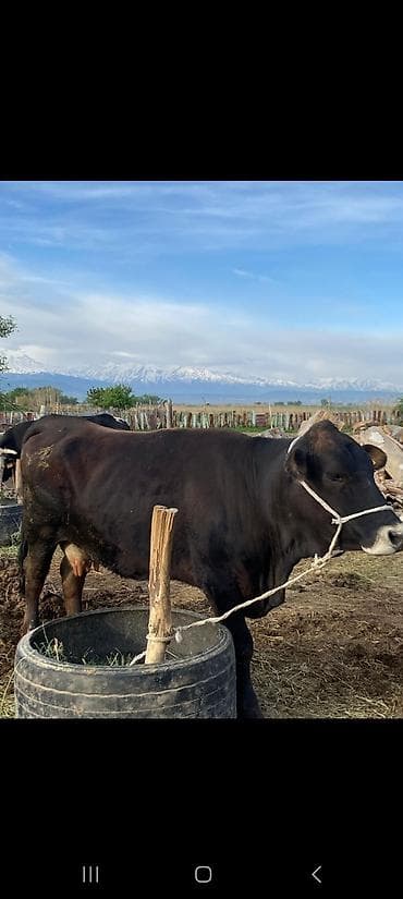 арпа нутанс: Продаю | Корова (самка) | Для молока | Привязанные — 2