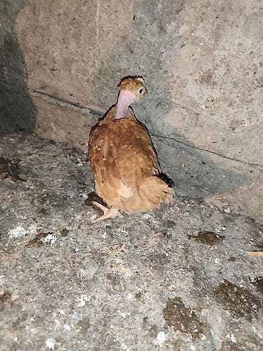 продаю кур несушек: Продаю | Цыплята | Для разведения — 3