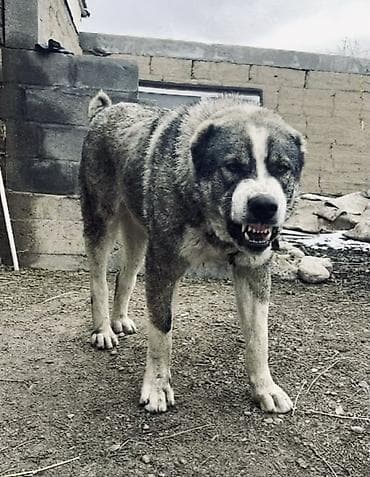 тайган собака: Собака крупной породы (тип алабая/волкодава). Вязка Вязка по? — 4