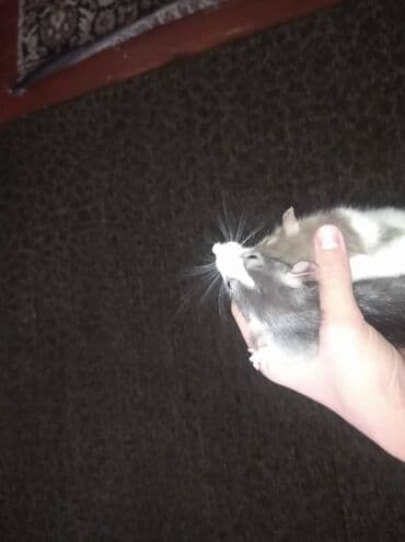 Предлагаются к продаже очаровательные маленькие крысята различных