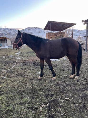 дог собака: Продаю | Кобыла (самка) | Рабочий | Племенные — 2