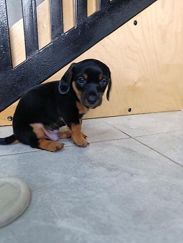 померанские шпицы купить: Щенок таксы мелкой породы, окрас черно‑подпалый. Описание: - — 3