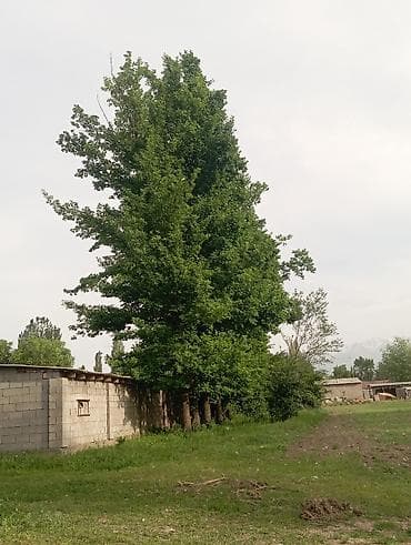 бетон м200 цена бишкек: Листы дупы,дуптун жалбырактары сатылат — 2