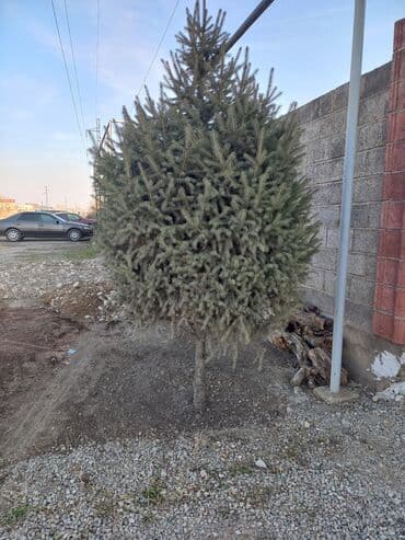 набор ключей для автомобиля б у: Ель голубая (Picea pungens), взрослое сформированное дерево для — 2