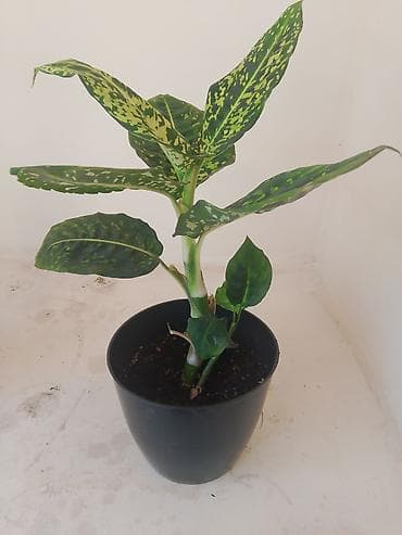 инструмент для огорода: Комнатное растение в горшке — диффенбахия (пестролистная форма) — 1