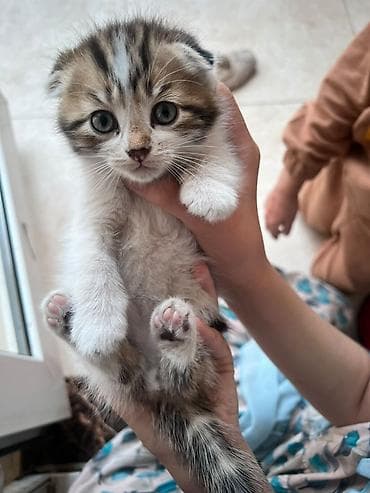 сколько стоит скоттиш фолд: Котёнок с короткими загнутыми ушками и плюшевой шерстью. Окрас — 4