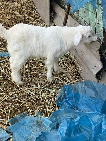 коозу кой: Продаю | Козлёнок | Для разведения — 1