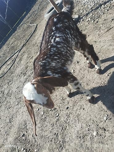 кошки маленкие: Продаю | Козлёнок | Нубийская | Для разведения | Племенные — 7