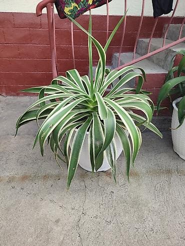 продаю раков: Комнатные и уличные декоративные растения в горшках - Агавы в крупных — 2