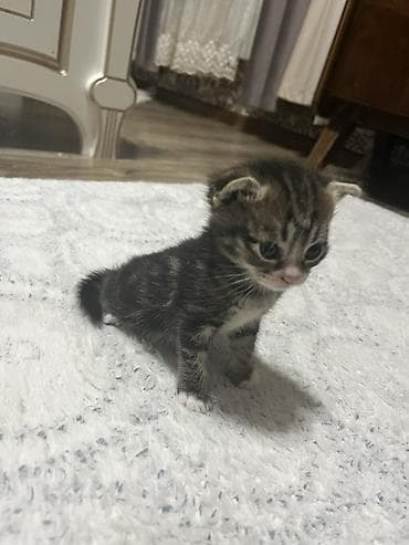 Котёнок веслоухий крупными глазами. Окрас табби: тёмно‑серые полосы на