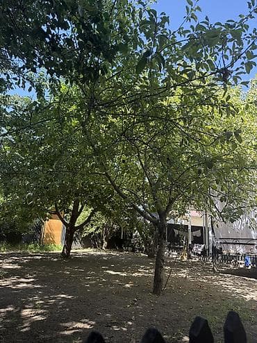 Дарактар отунга сатылат — 3