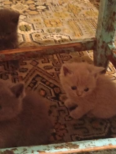 Кошки: Продаются Шатландские катята г ош — 5