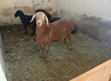 вольеры для собак бу: Продаю | Баран (самец) | Арашан | Для разведения | Племенные — 1