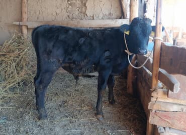 собаку в добрые руки: Продаю | Бык (самец) | На откорм — 3