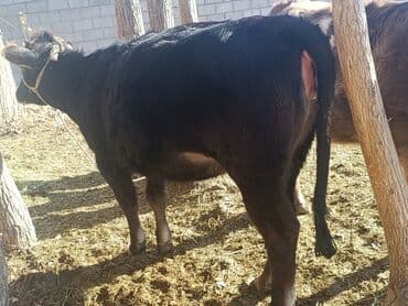 Молодая черная телка/нетель мясо‑молочного типа. Характеристики по