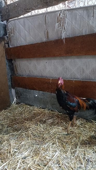 купить яйцо бройлера для инкубации: Продаю петуха дакан около года где-то. активный . цена 1800 сом — 6