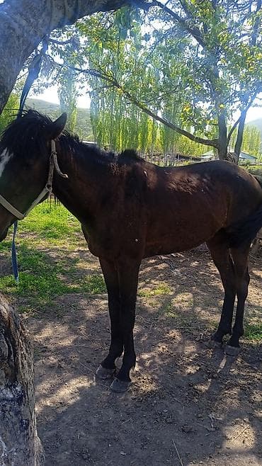 лошадь самец: Продаю | Жеребец | Полукровка | Рабочий — 2