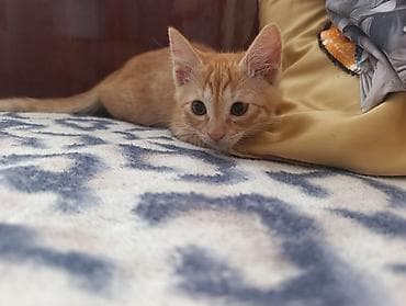 В Добрые руки. БЕСПЛАТНО!!!Котенок рыженький, мальчик