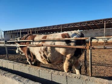 отдам в добрые руки собаку: Продаю | Бык (самец) | Симментальская | Для разведения | Племенные — 7