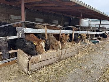 Ветеринар кызматы: Сатам | Бука (эркек) | Аргын, Симментал, Айршир | Көбөйтүү үчүн | Байланган — 2