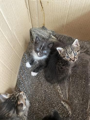 Продажа кошек: Котята, помет из нескольких малышей. - Окрас: тигровые — 4