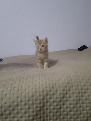 кошка даром: Котята домашние, окрас: - рыжий табби (два котенка — классические — 1