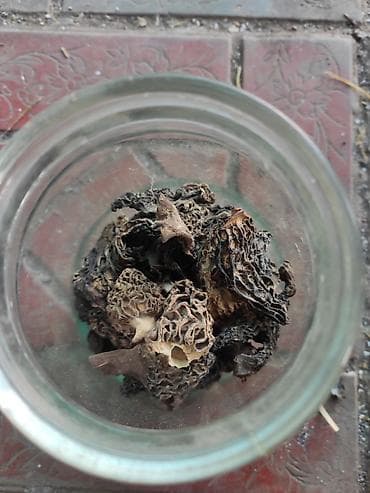 Сморчок: Сушёные сморчки в стеклянной банке. - Вид: конические сморчки с — 1