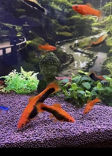 бу аква: Аквариумный комплект Xilong с оборудованием и оформлением 31 литр — 2