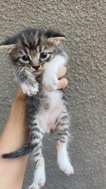 кошки бишкек: Отдам даром котят — 5
