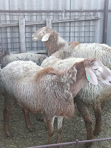 Продаю | Баран (самец) | Полукровка, Арашан | Для разведения | Племенные, Осеменитель at lalafo.kg Продаю | Баран (самец) | Полукровка, Арашан | Для разведения | Племенные, Осеменитель