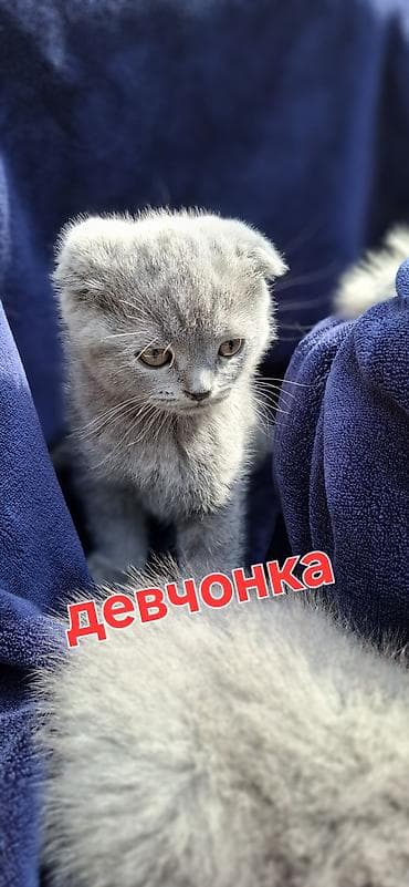 Продажа кошек: Шотландские котята (SCOTTISH):3 мальчика и 2 девочки, окрас-голубой — 3