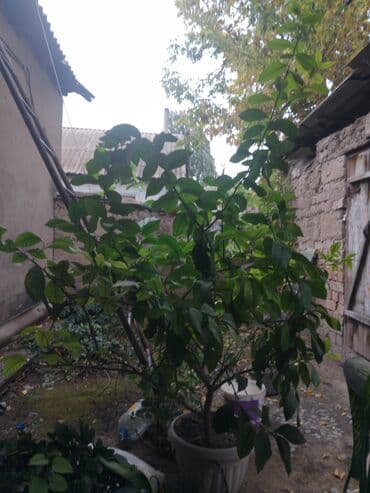 дом на колесах цена бишкек: Лимоны — 2