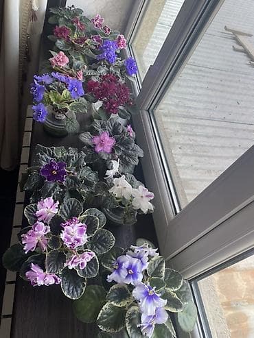 бутон: Коллекционные домашние фиалки (сенполии) — розетки и детки редких — 1