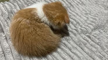 шотландская кошка цена: Здравствуйте Шотландский котёнок 1 месяц 3 недель и ровно Котёнок — 3