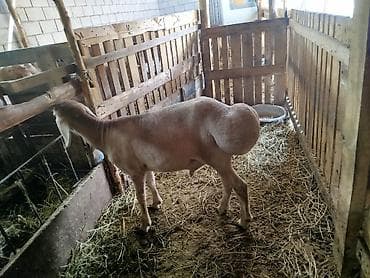 d cat: Продаю | Овца (самка) | Эдильбаевская | Для разведения | Матка — 4