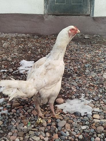 куры бишкек: Дакан ак мекиштер сатылат 2 штук бар активный алмашу жолдору бар — 4