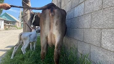 Продаю | Корова (самка) | Для молока | После отела