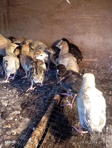 котята токмок: Продам индюшат: голубой аспид, бронза и чёрный принц, 14 февр. вылуп — 2