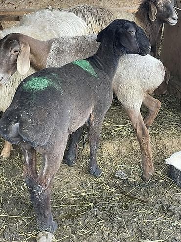 коша: Продаю | Овца (самка) | На забой — 5