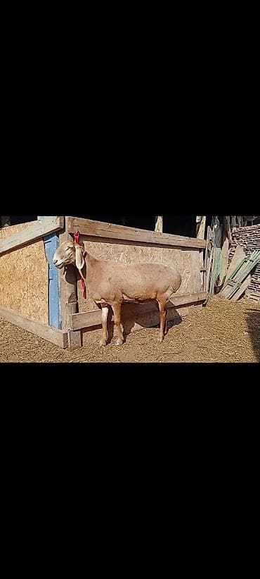 кандек собака: Сатам | Ургаачы кой (ургаачы) | Арашан | Көбөйтүү үчүн | Асыл тукумдуу — 2