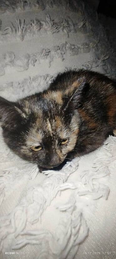 смесь для котят бишкек: Котята, домашние, ласковые и аккуратные. - Полосатый тигровый котёнок — 3