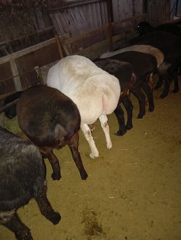 собаки в добрые руки: Продаю | Баран (самец) | Для разведения | Осеменитель — 3