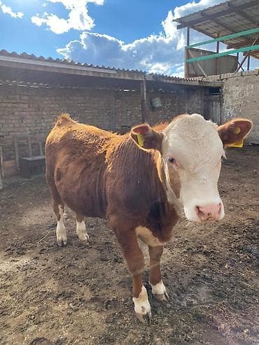 ветеринар вызов дом в бишкеке: Продаю | Бык (самец) | Герефорд | На откорм | Племенные — 2